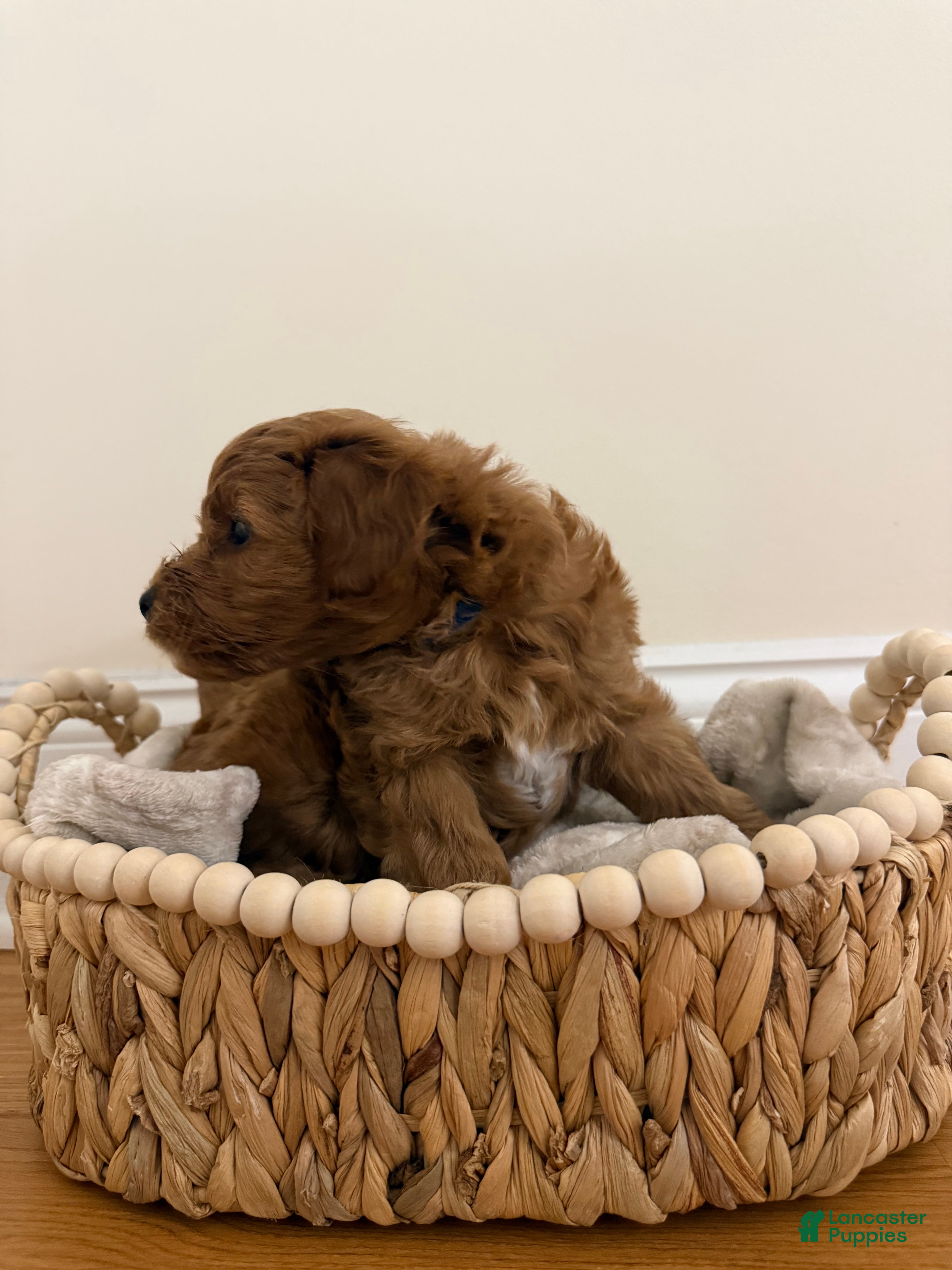 Miniature Poodle dogs Liam  - Ad 2
