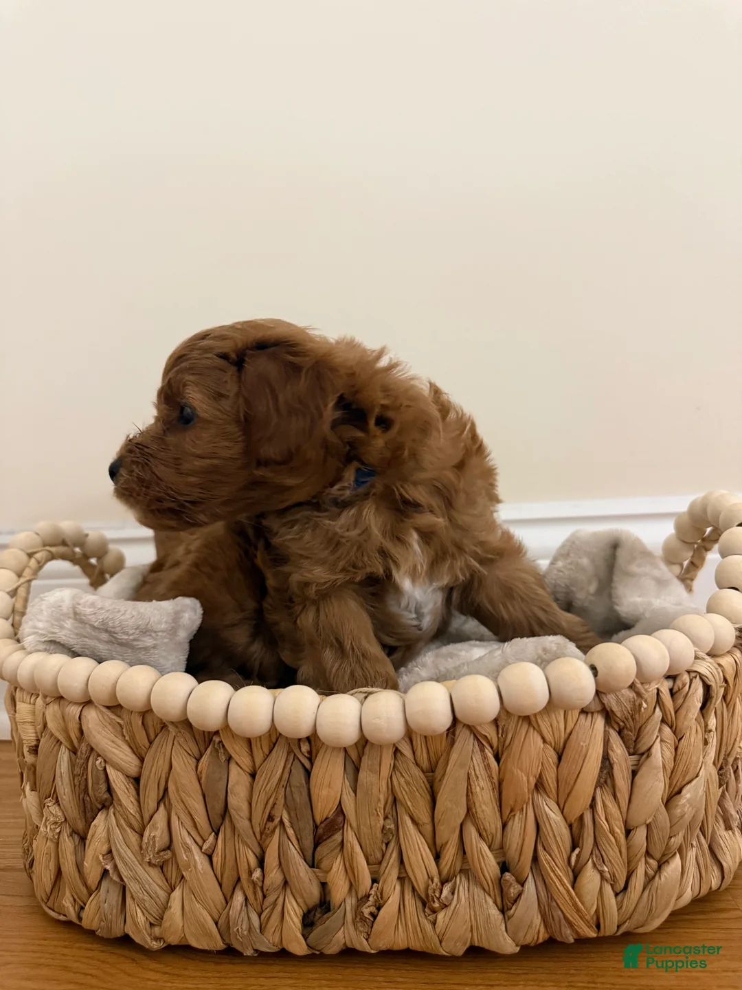 Miniature Poodle dogs for sale: Liam  - Ad 2