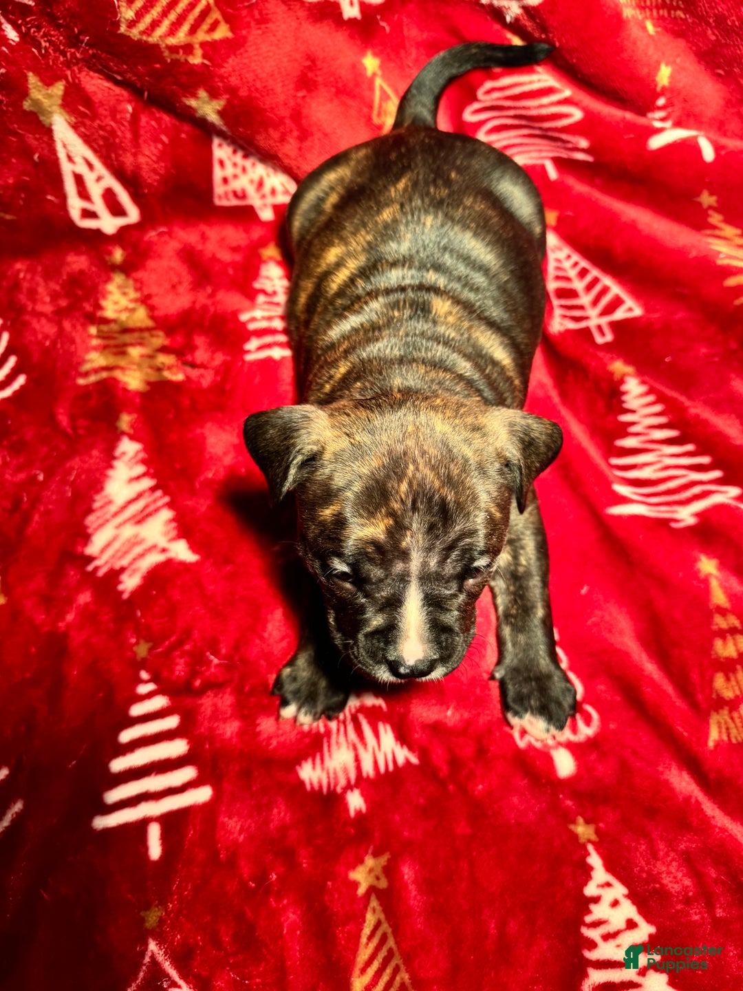 American Bully dogs for sale: American Bully Puppy 9 - Ad 5