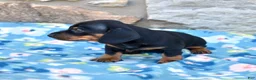 Miniature Dachshund dogs for sale: Luna - Ad 3