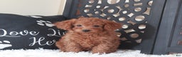 Miniature Poodle dogs for sale: Miniature Poodle Trixie - Ad 5