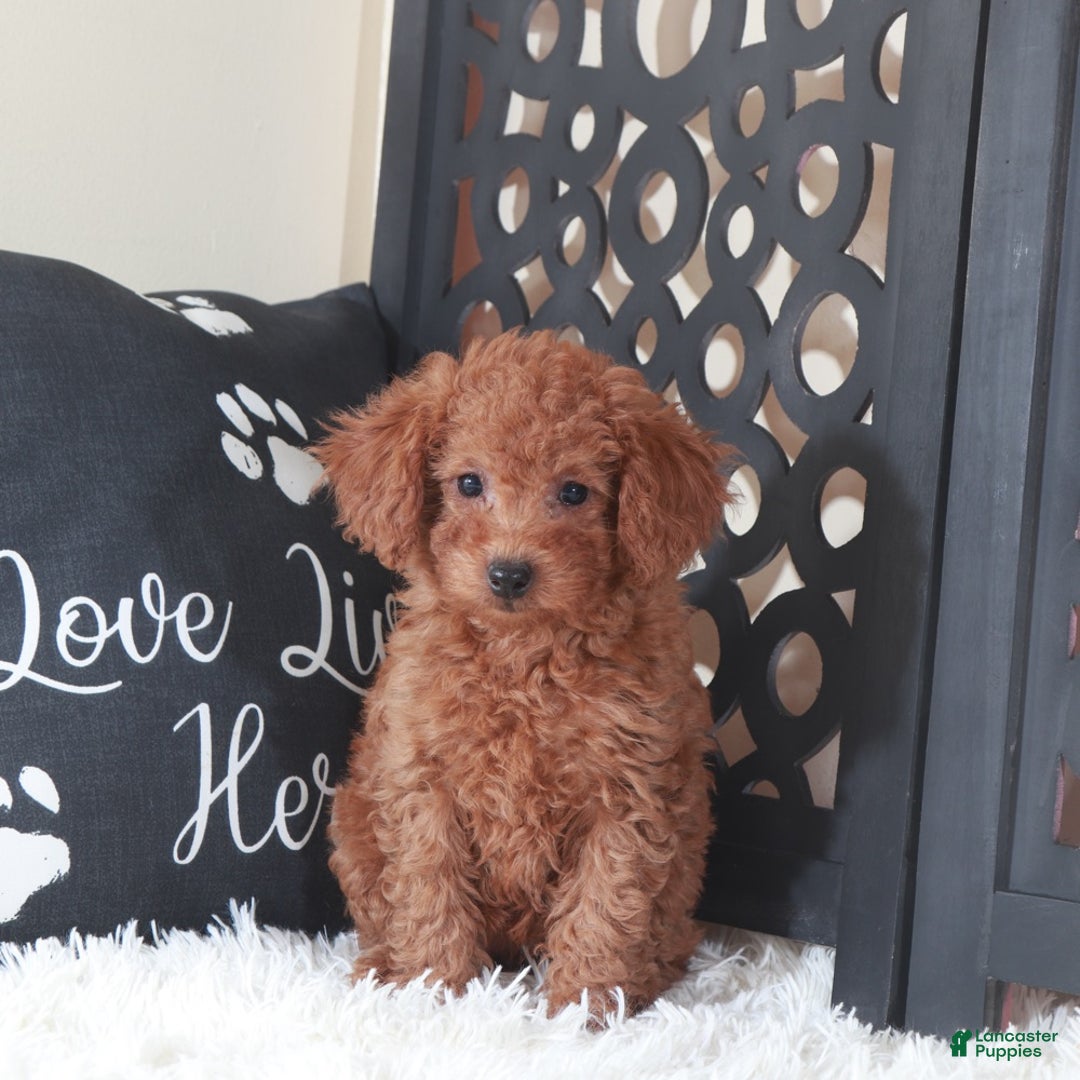 Miniature Poodle dogs for sale: Miniature Poodle Trixie - Ad 5