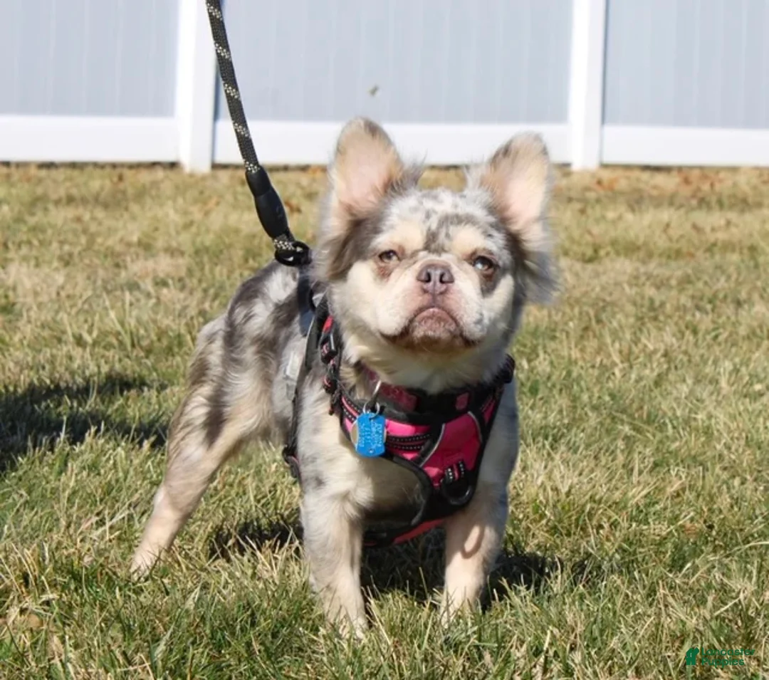 French Bulldog dogs for sale: French Bulldog Puppy 1 - Ad 6