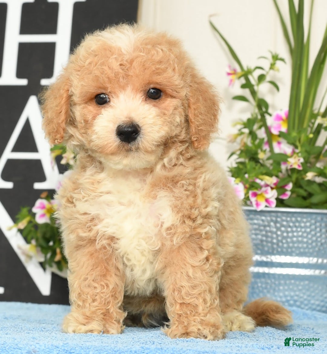 Bichpoo dogs for sale: Skipper - Ad 1
