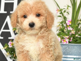 Bichpoo dogs - Ad 11