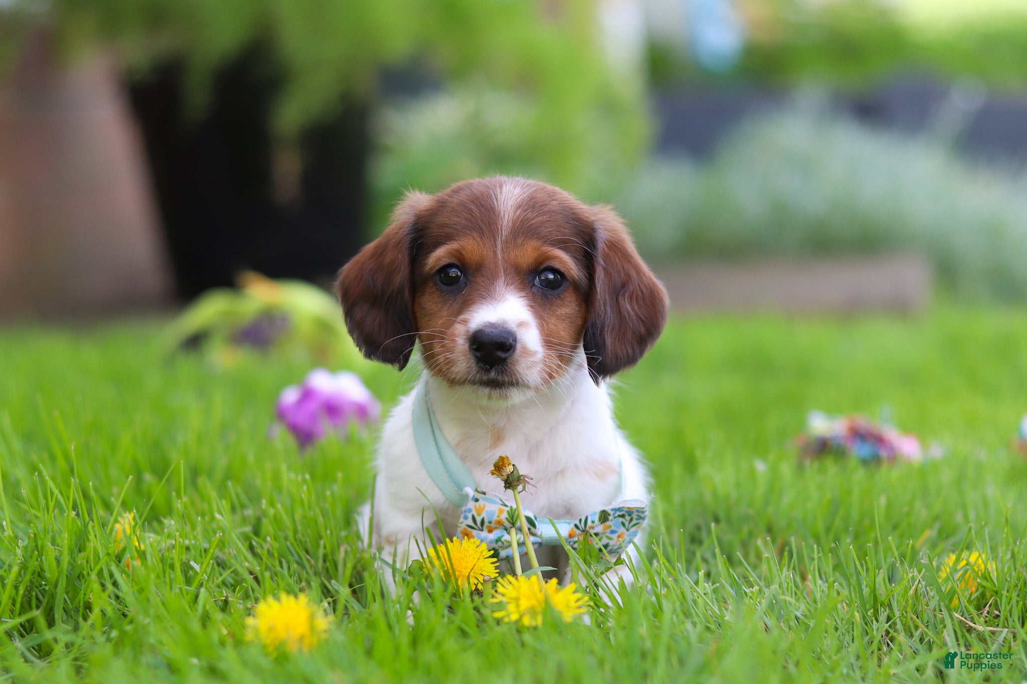 Miniature Dachshund dogs Benji - Ad 2