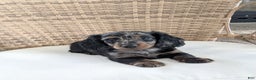 Miniature Dachshund dogs for sale: Jasmine  - Ad 14