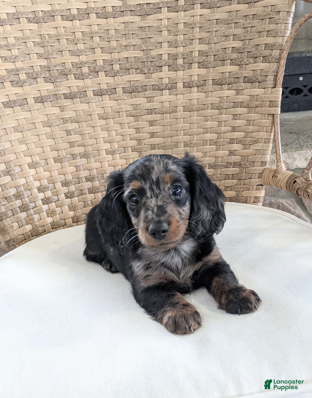 Miniature Dachshund dogs for sale: Jasmine  - Ad 14