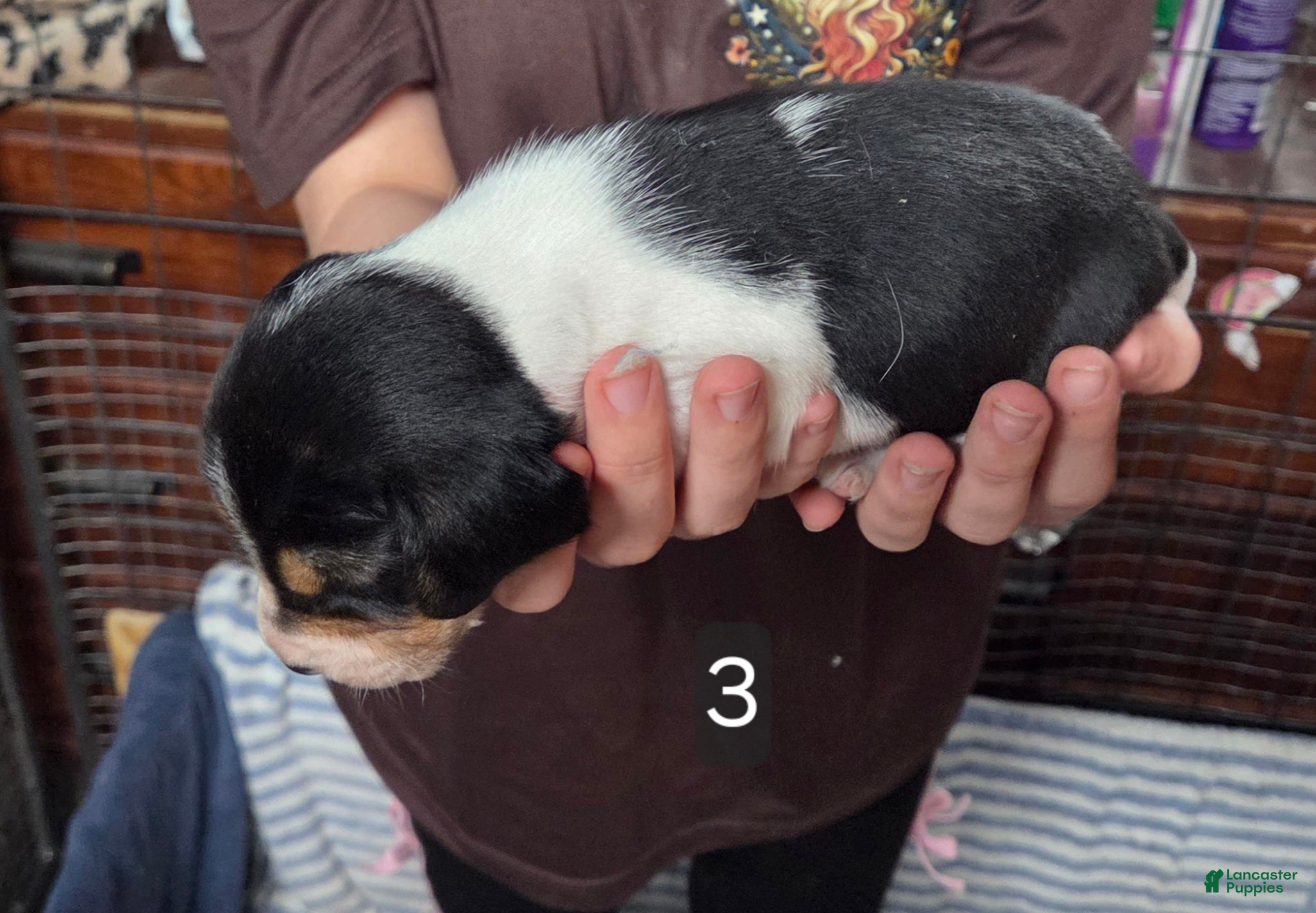 Beagle dogs Beagle Puppy 2 - Ad 39