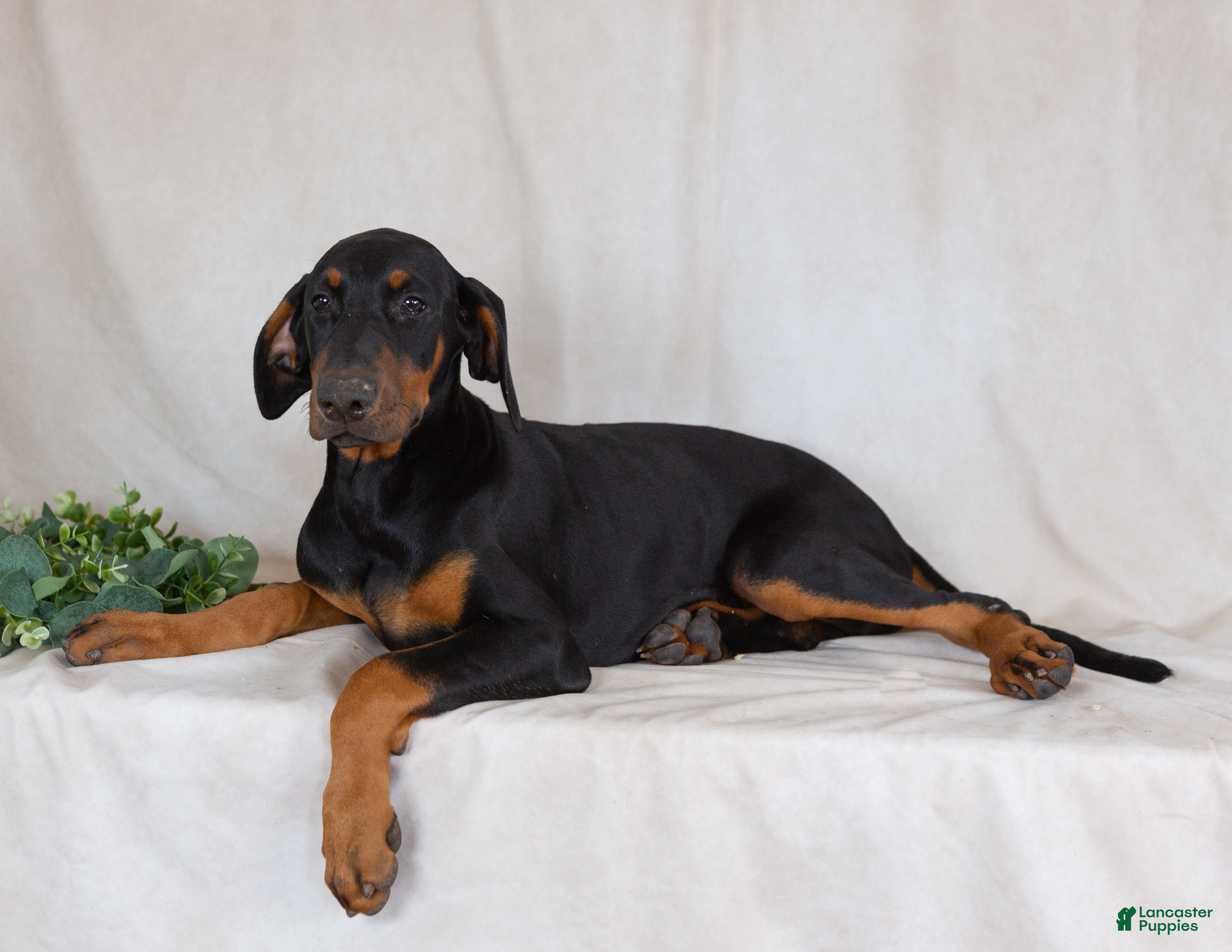 Mixed Breed dogs Reba - Ad 2