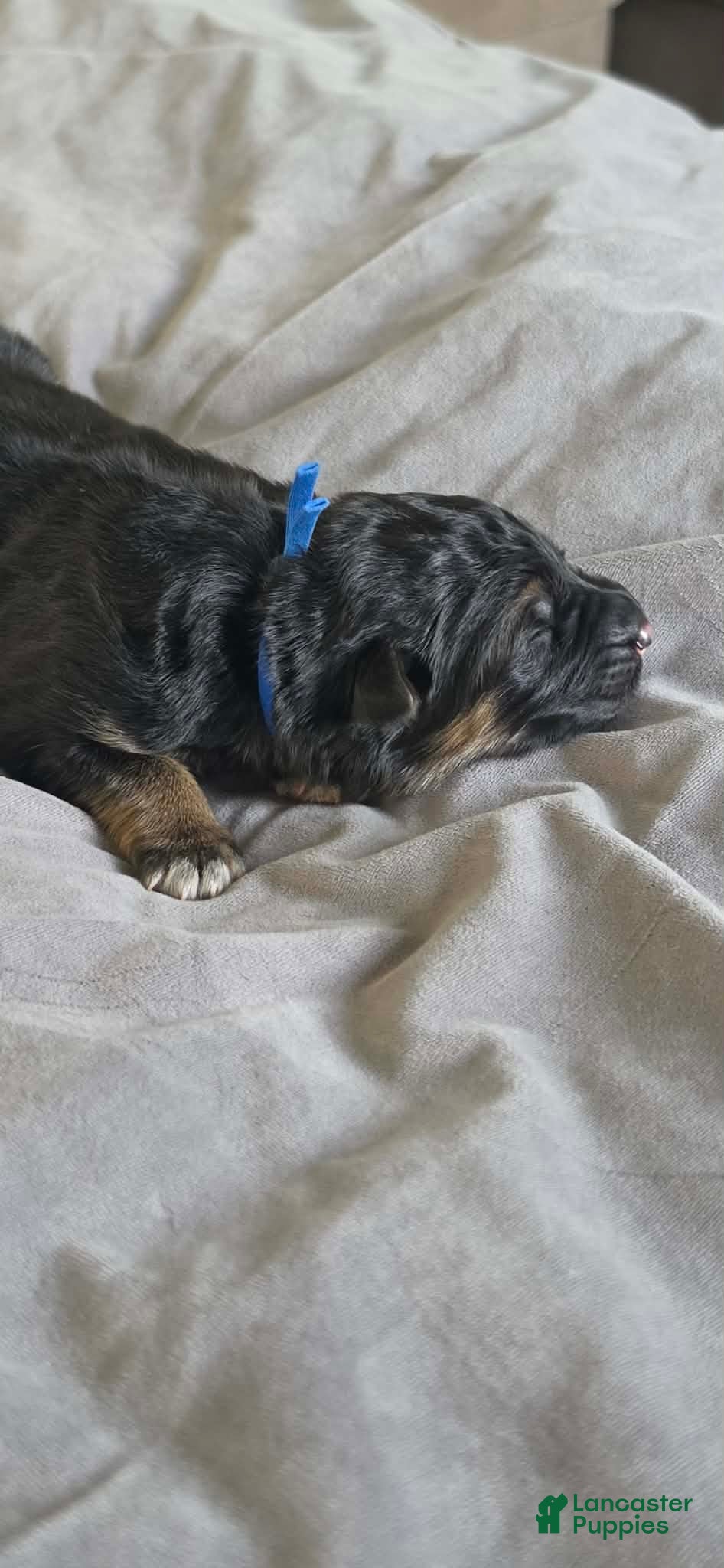 German Shepherd dogs Fenrir- Blue Collar - Ad 2