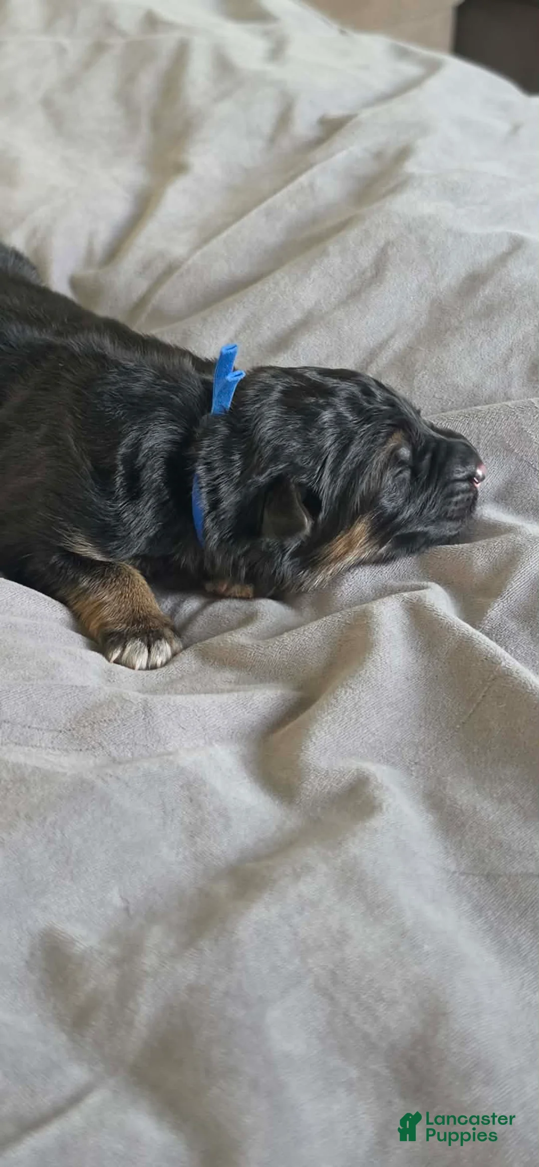 German Shepherd dogs for sale: Fenrir- Blue Collar - Ad 2