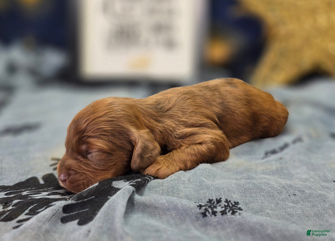 Cockapoo dogs for sale: Grinch - Ad 3