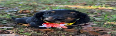 Milo