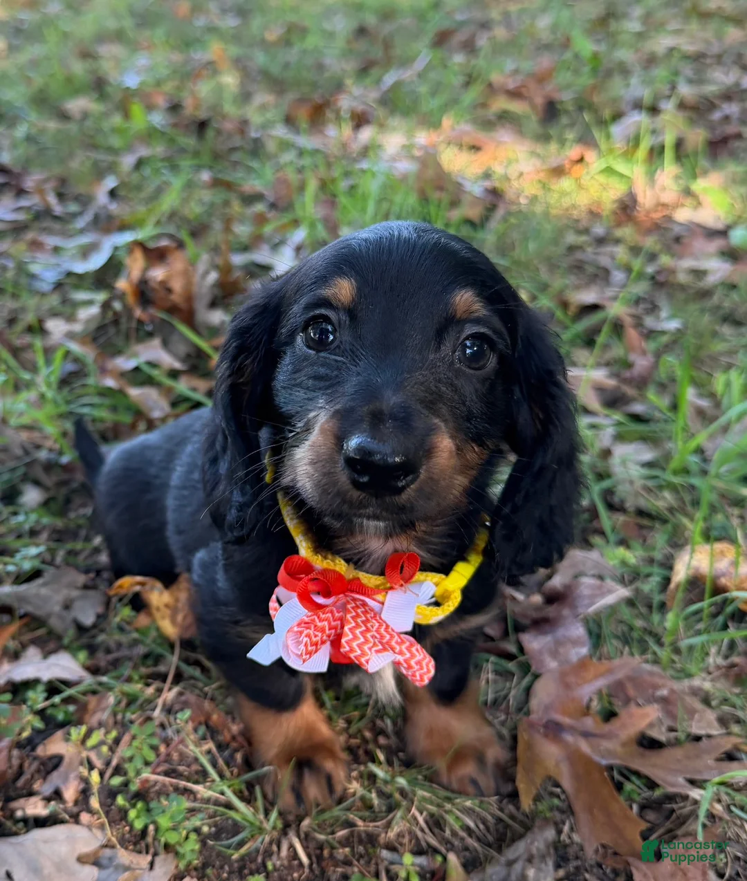 Miniature Dachshund dogs for sale: Milo - Ad 1