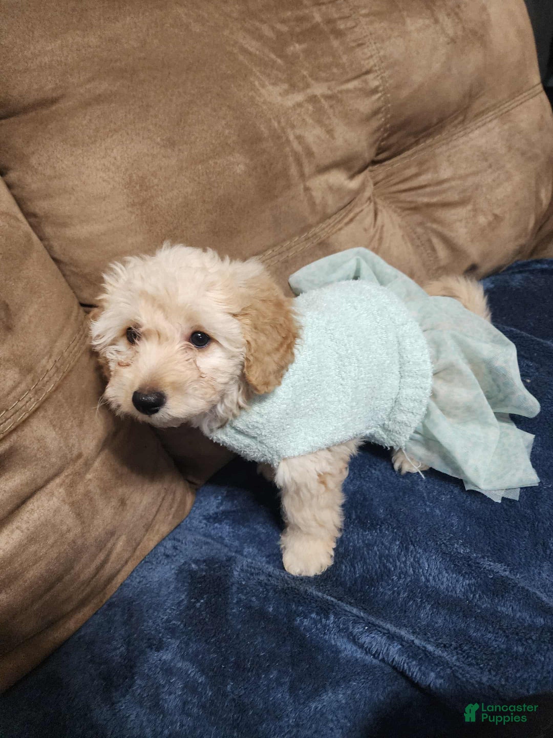 Pomapoo dogs for sale: Dahlia - Ad 3