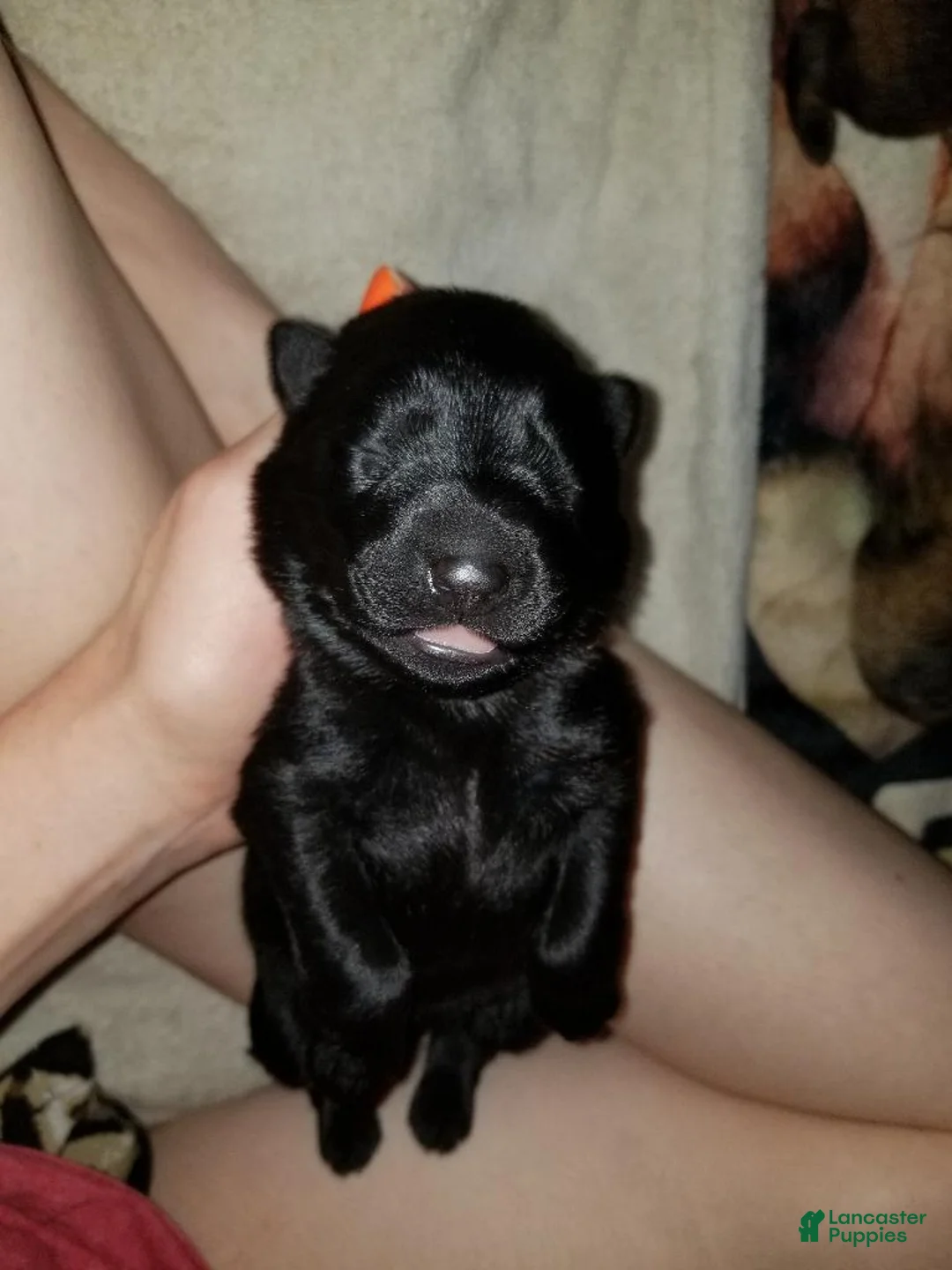 German Shepherd dogs for sale: Solid black female - Ad 2