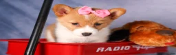 Welsh Corgi Pembroke dogs for sale: Bella🌸 - Ad 7
