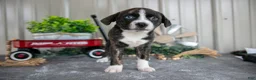 Mixed Breed dogs for sale: Sophia - Ad 1