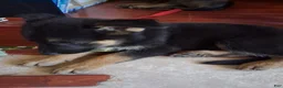 German Shepherd dogs for sale: German Shepherd Puppy 1 - Ad 2