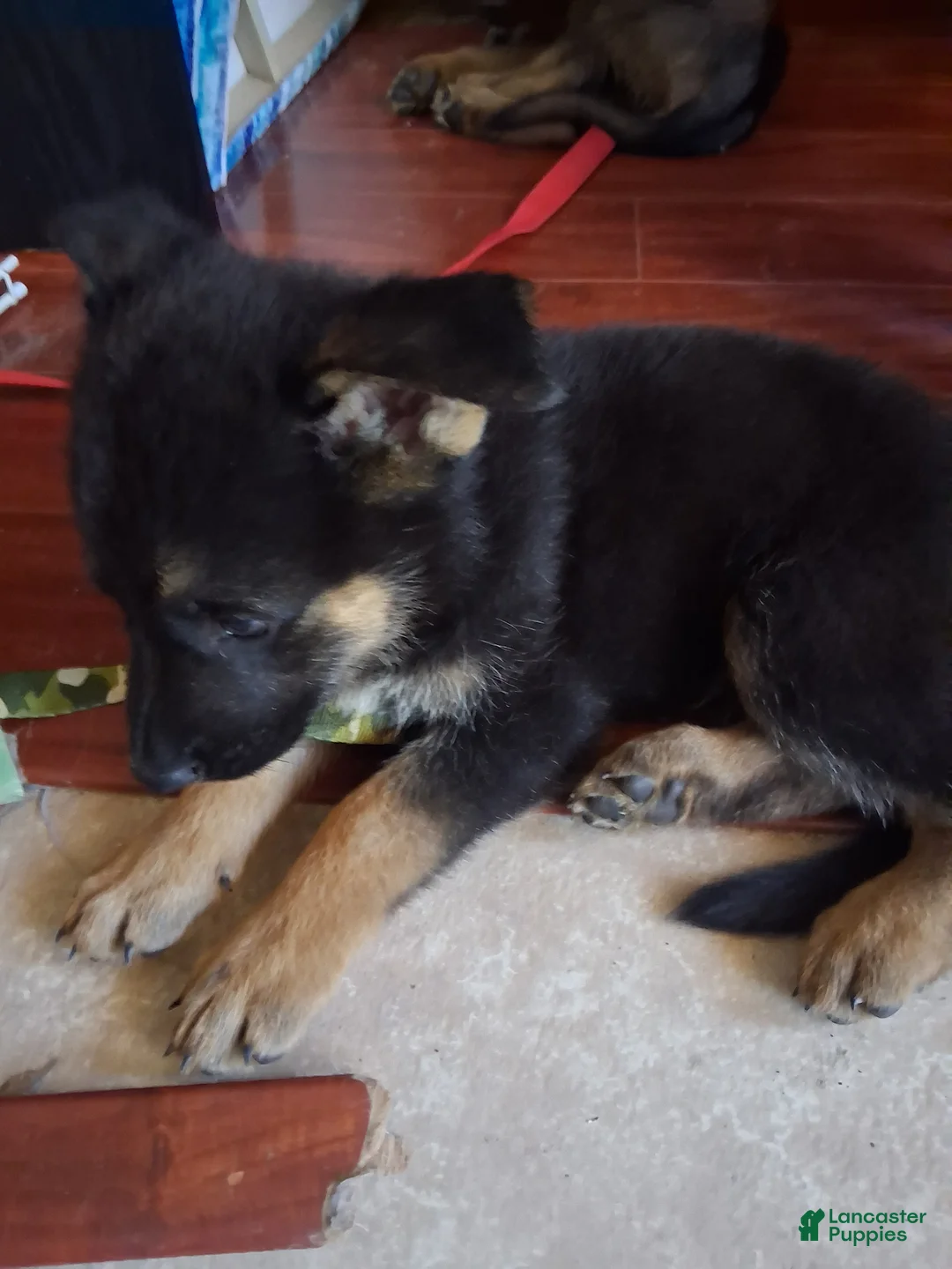 German Shepherd dogs for sale: German Shepherd Puppy 1 - Ad 2