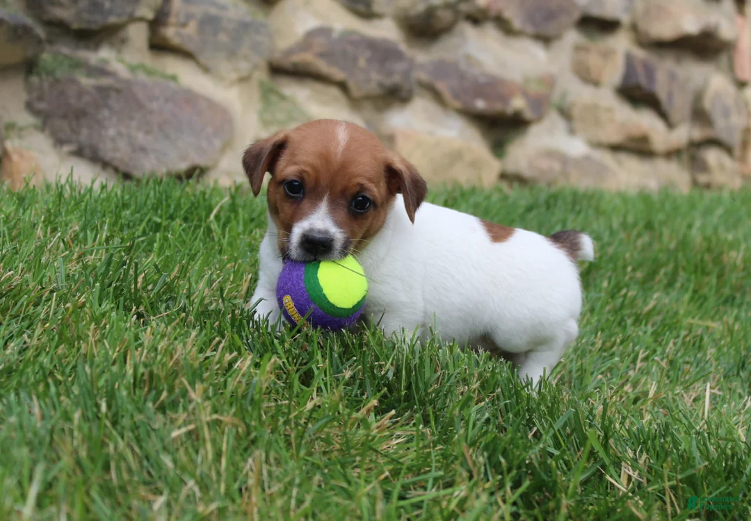 Jack Russell Terrier dogs for sale: Teddy - Ad 1