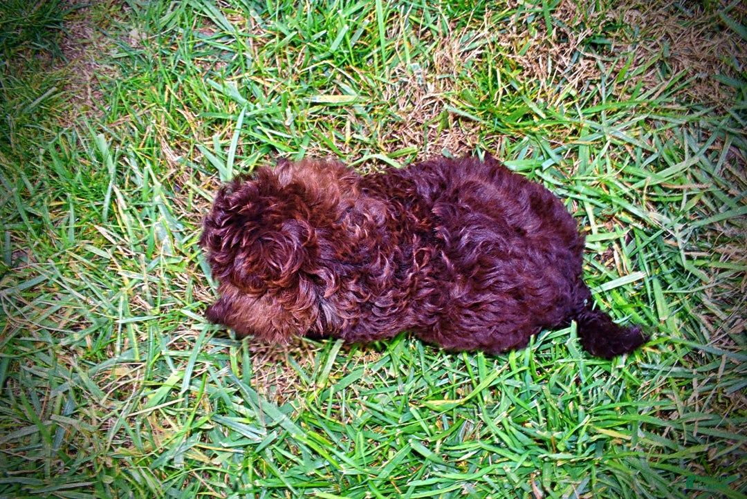 Havapoo dogs for sale: Lady - Ad 8