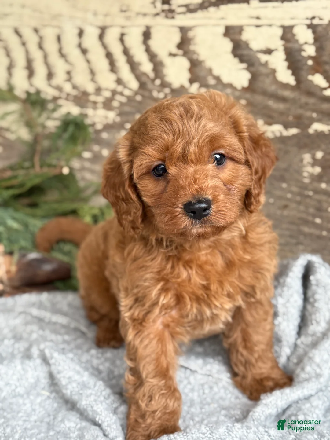 Mixed Breed dogs for sale: Stott - Ad 12