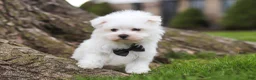 Maltese dogs for sale: Jeriah - Ad 7
