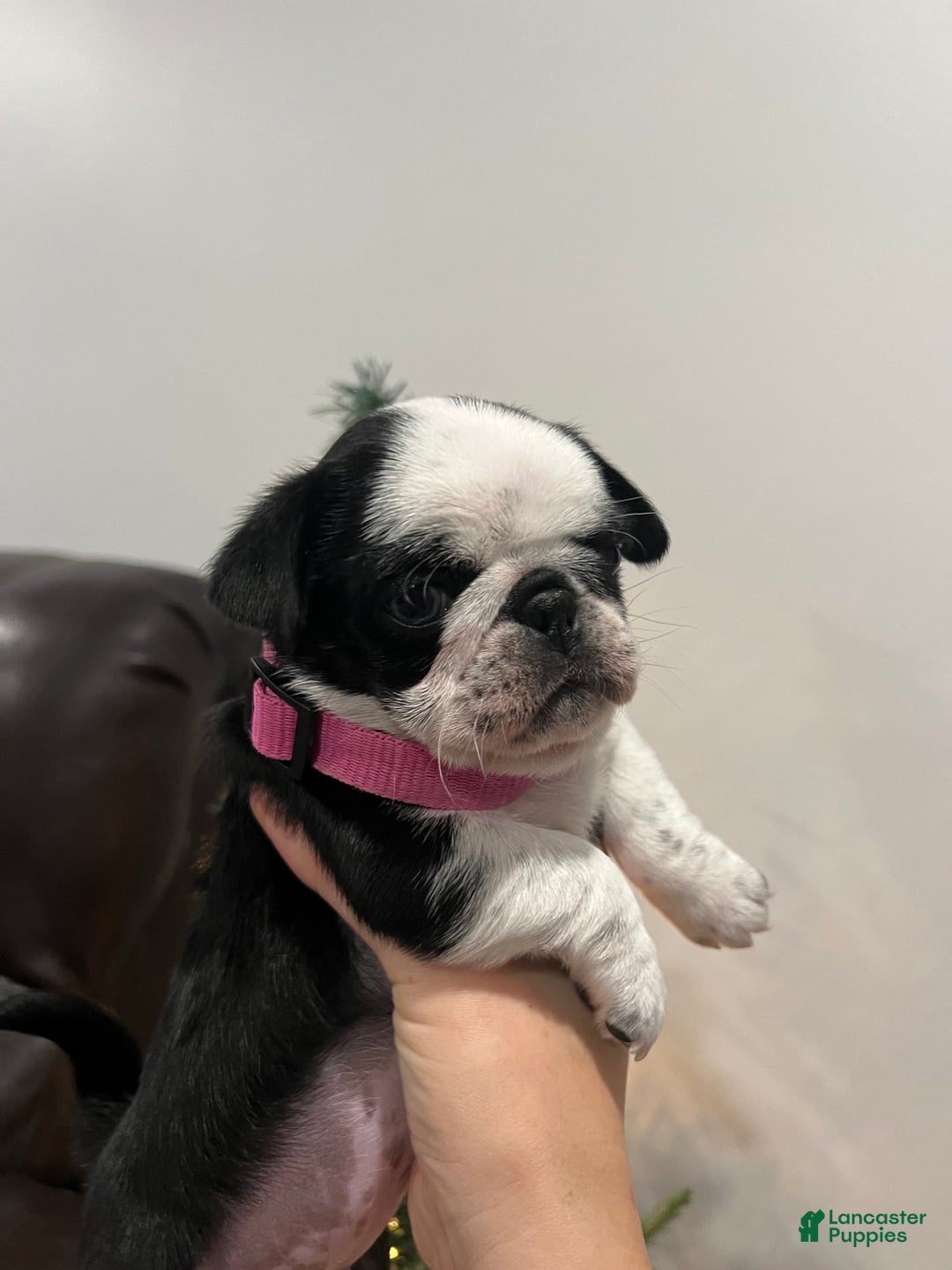 Pug dogs for sale: Panda Pug Female  - Ad 2