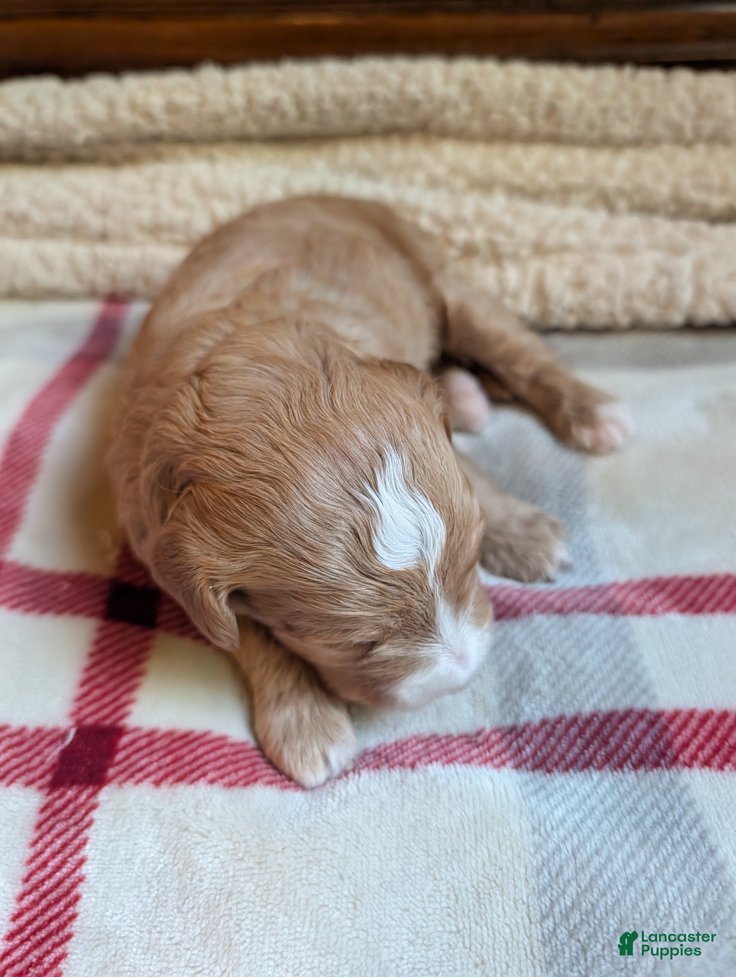 Mini Goldendoodle dogs Max - Ad 1
