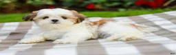 Shih Tzu dogs for sale: Anthony (Puppy Raised in Our Home and Working on Potty Training!) - Ad 6
