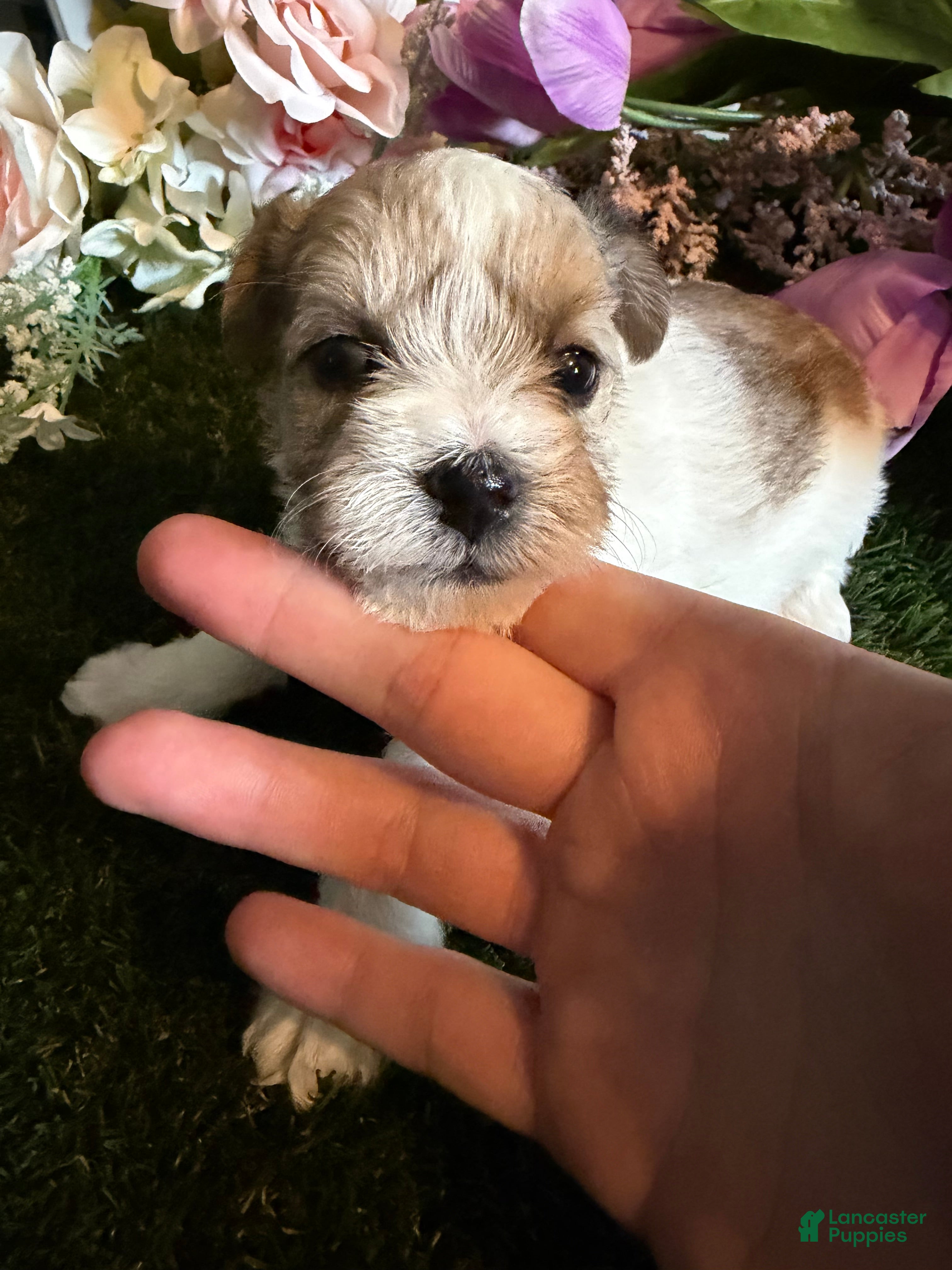 Mixed Breed dogs Girl 1 - Ad 2