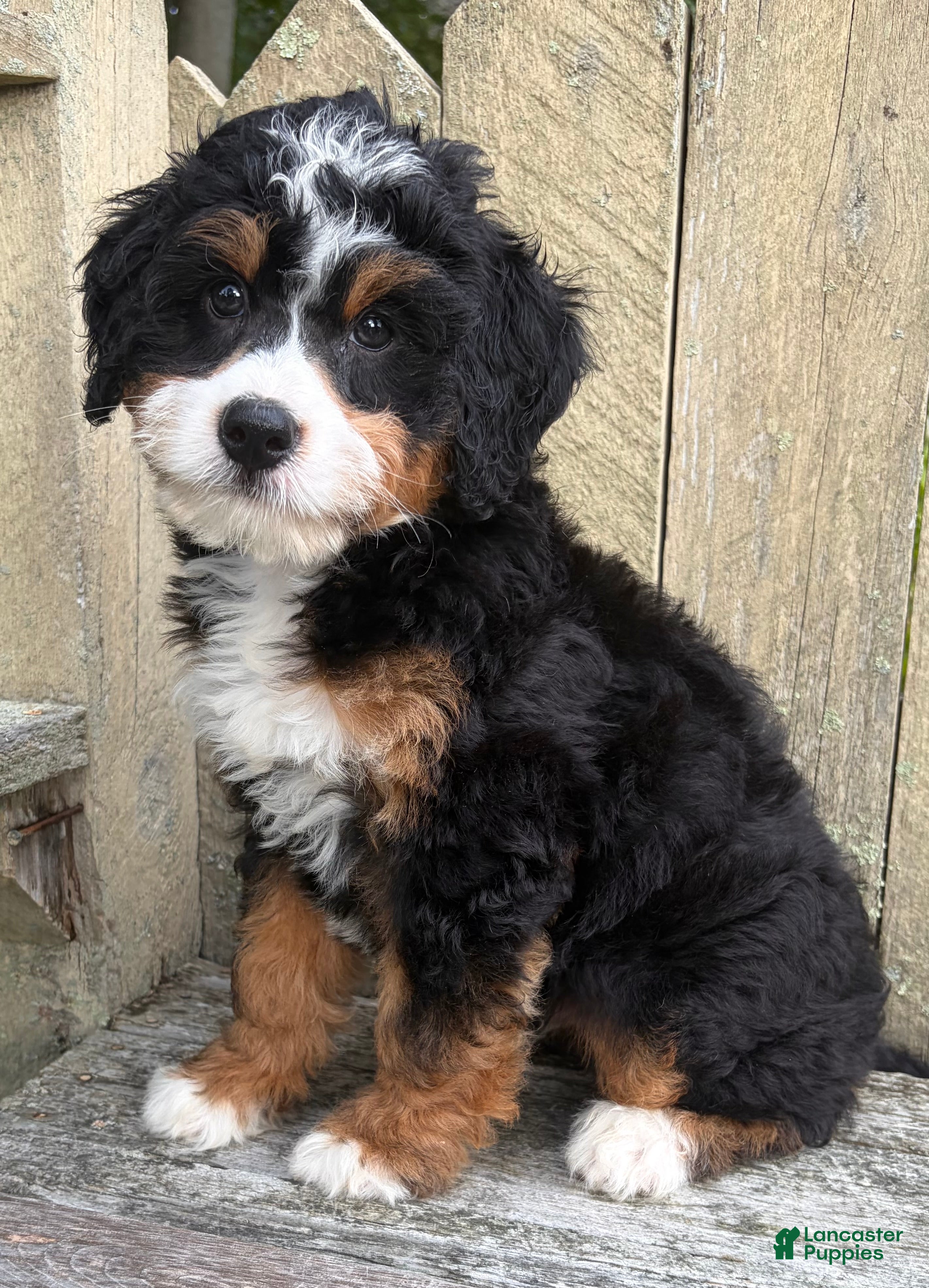 Mini Bernedoodle dogs for sale: 💚IN BOSTON MASSACHUSETTS AREA💚TRADITIONAL TRI COLOR💚MINI BERNEDOODLE BOY💚 - Ad 3