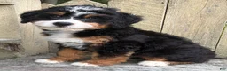 Mini Bernedoodle dogs for sale: 💚IN BOSTON MASSACHUSETTS AREA💚TRADITIONAL TRI COLOR💚MINI BERNEDOODLE BOY💚 - Ad 1