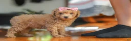 Miniature Poodle dogs for sale: Chloe - Ad 5