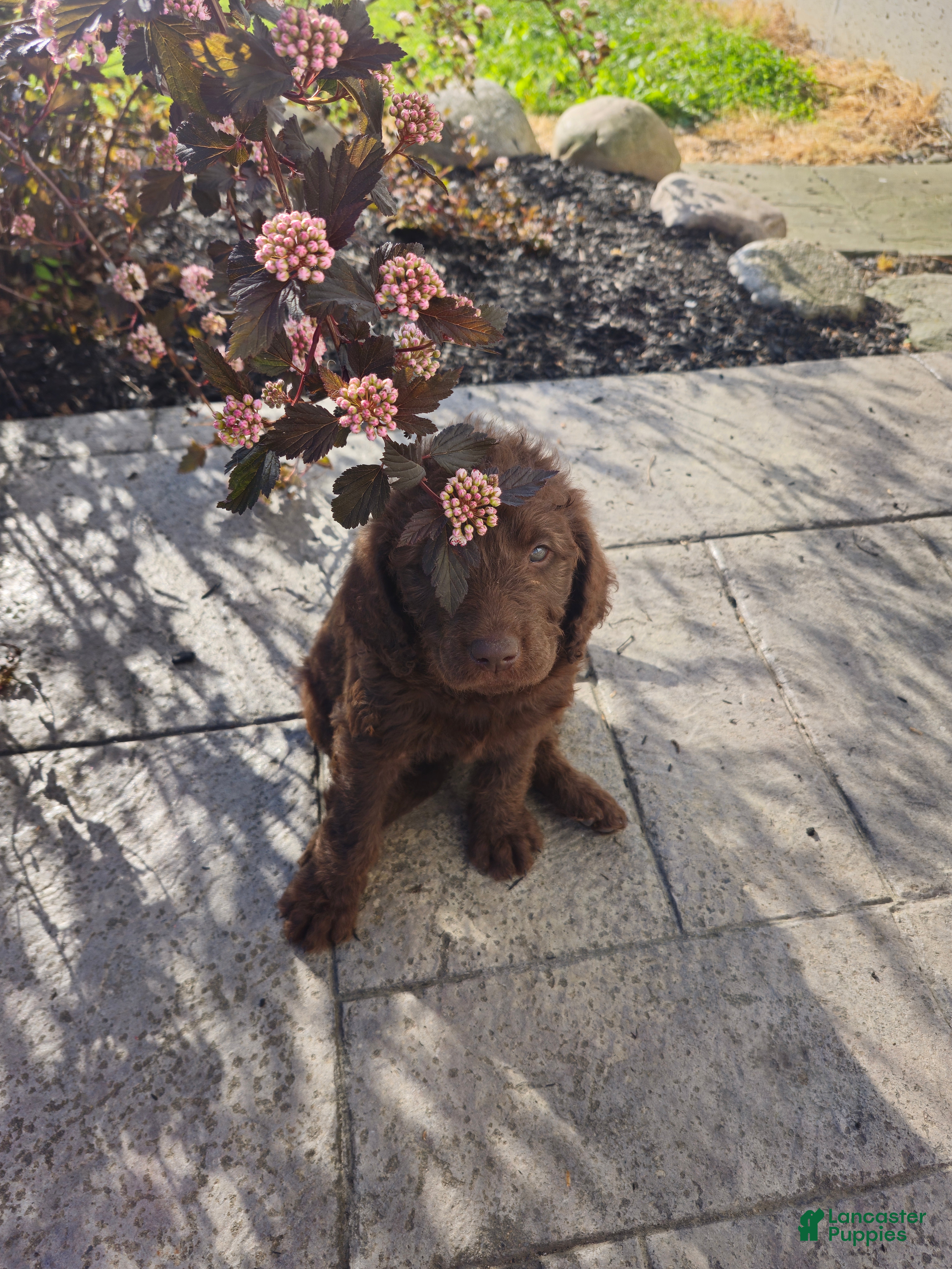 Labradoodle dogs Lilly - Ad 23