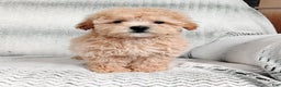 Maltipoo dogs for sale: Amber - Ad 3