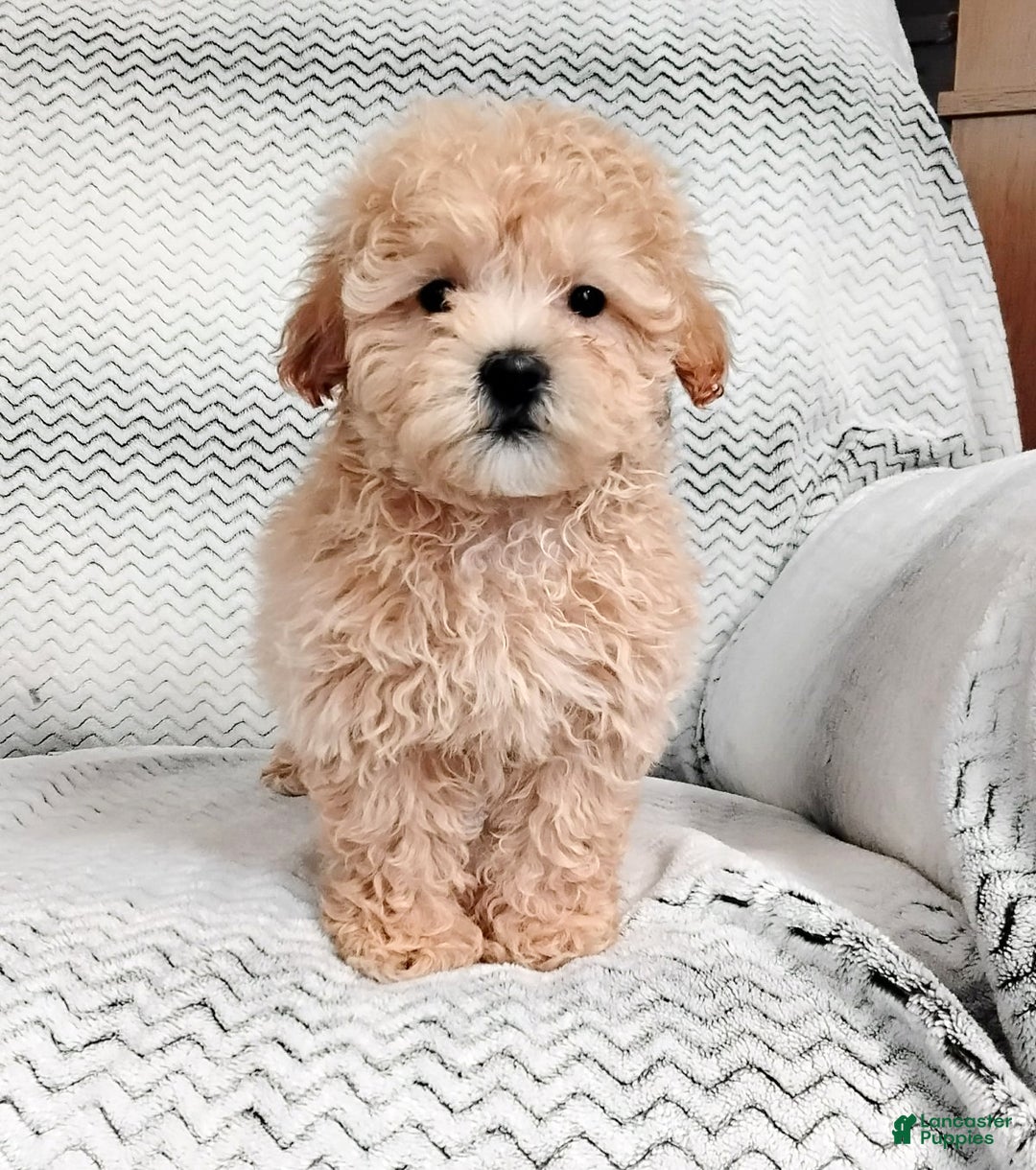 Maltipoo dogs for sale: Amber - Ad 3