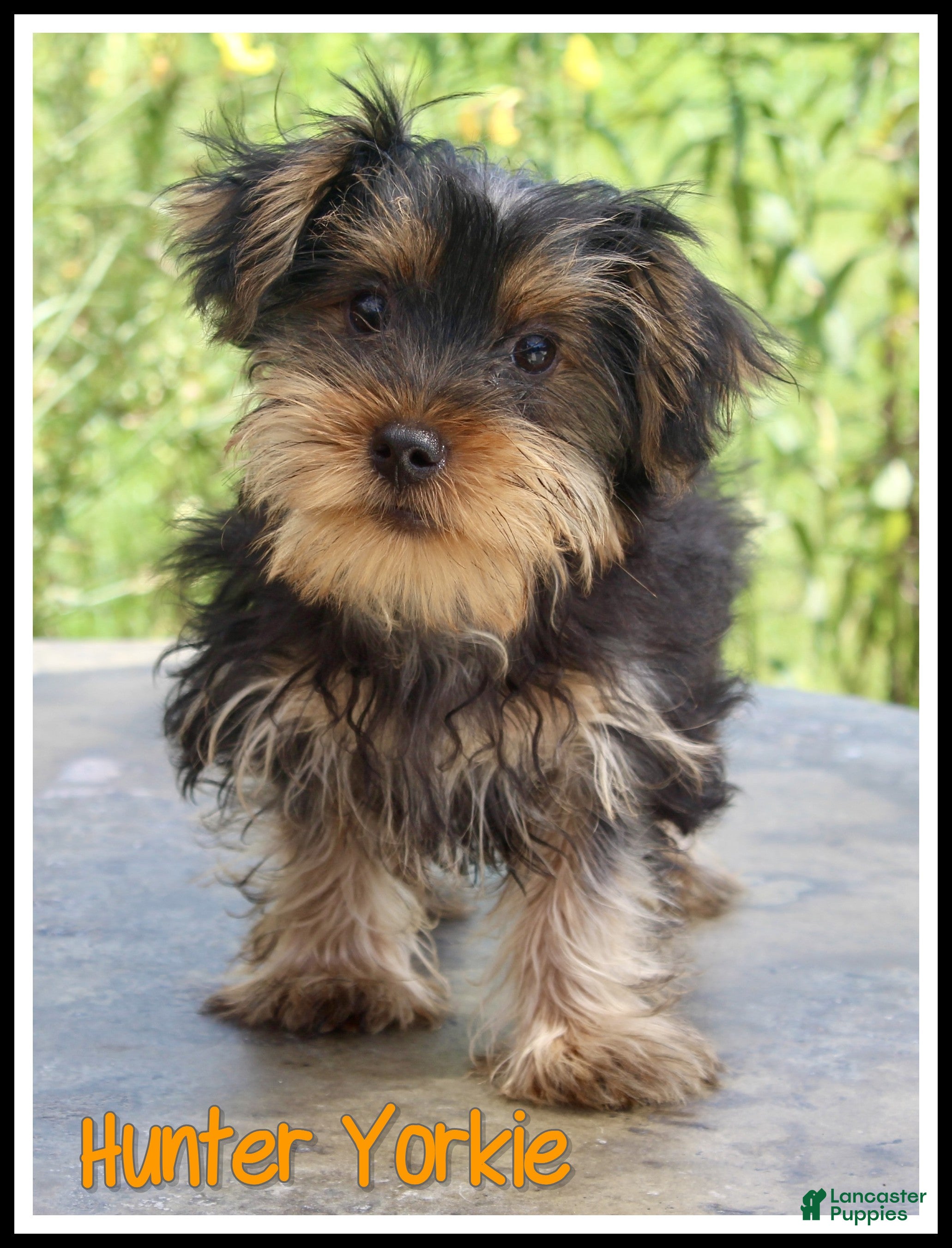 Yorkshire Terrier dogs Hunter - Ad 1