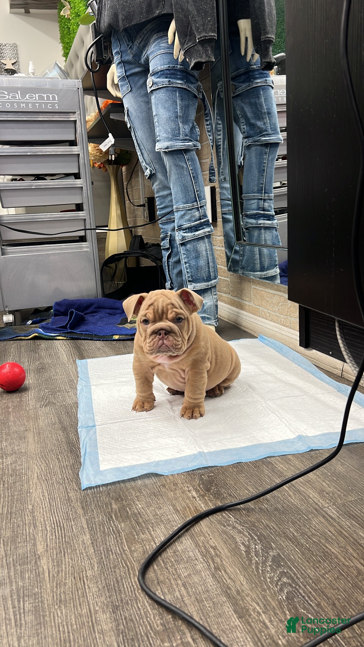 English Bulldog dogs Mellow ( marshmallow)  - Ad 36