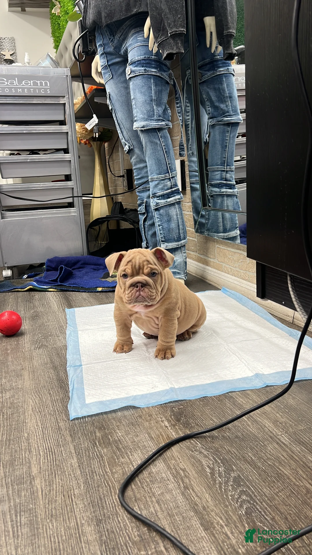 English Bulldog dogs for sale: Mellow ( marshmallow)  - Ad 1