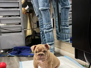 English Bulldog dogs Mellow ( marshmallow) - Ad 36