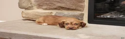 Jackapoo dogs for sale: Jandon - Ad 5