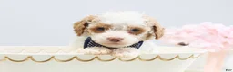 Toy Poodle dogs for sale: Barkley - Ad 3