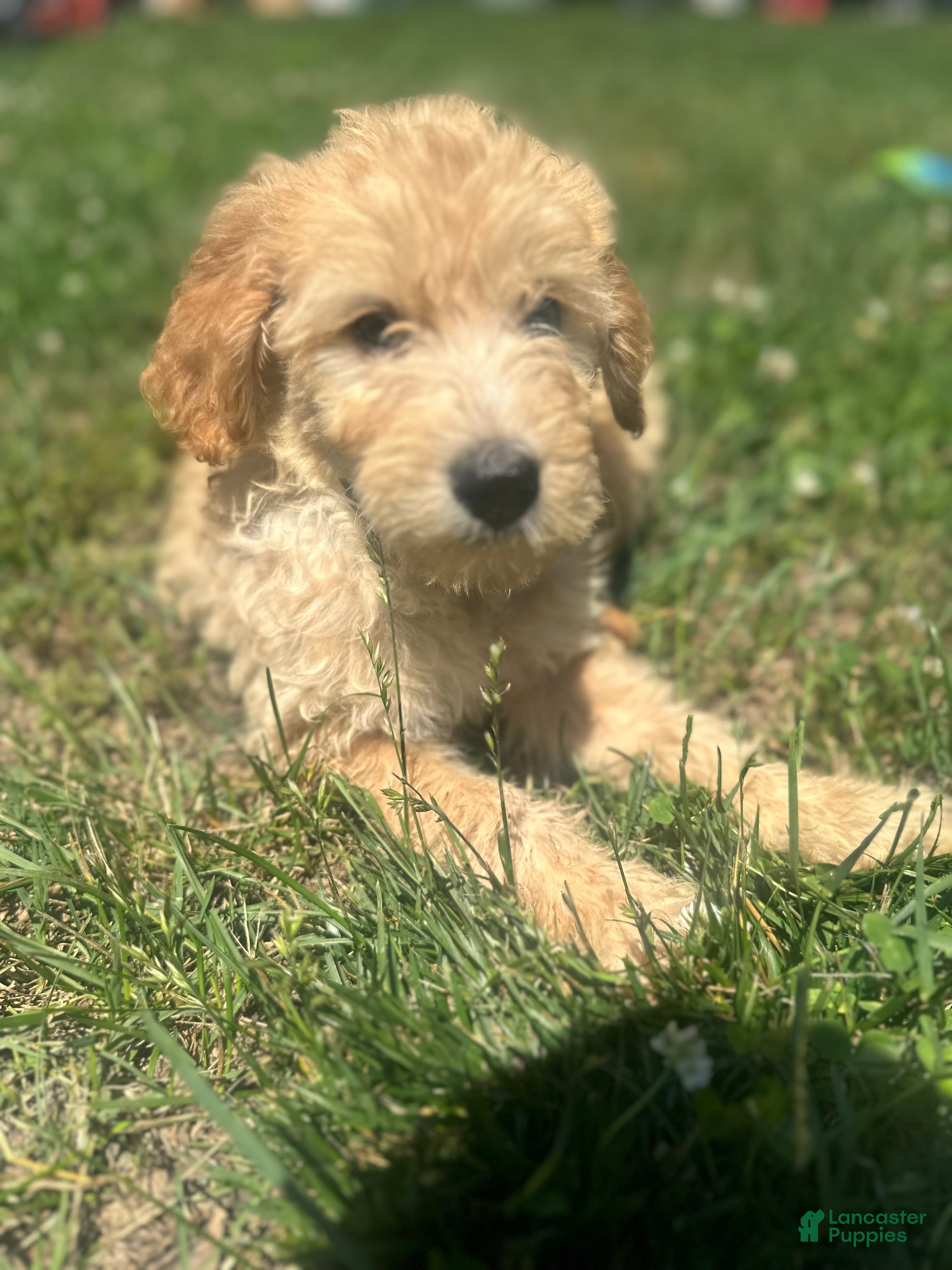 Goldendoodle dogs Plum - Ad 14
