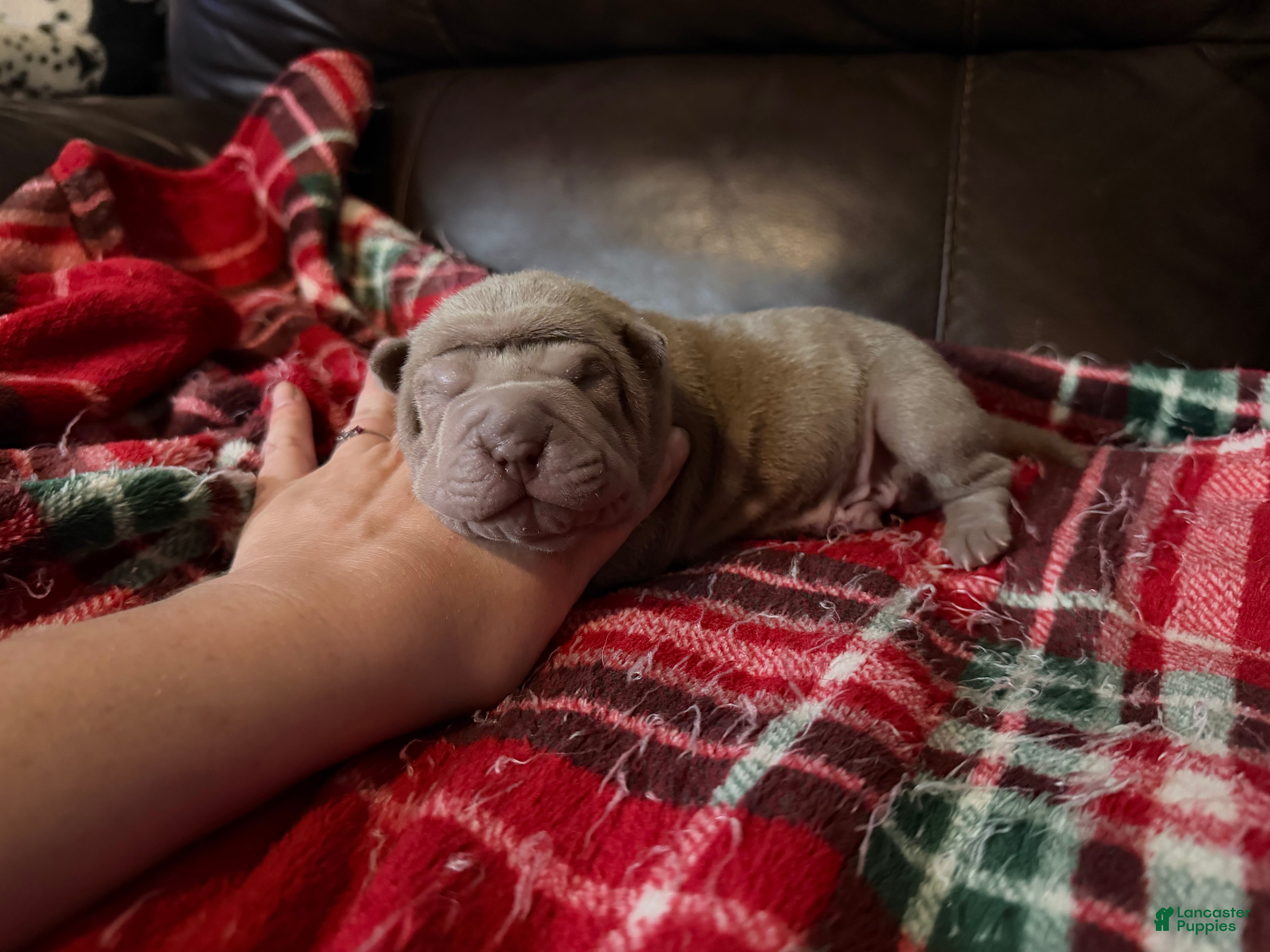 Shar Pei dogs Peter - Ad 2