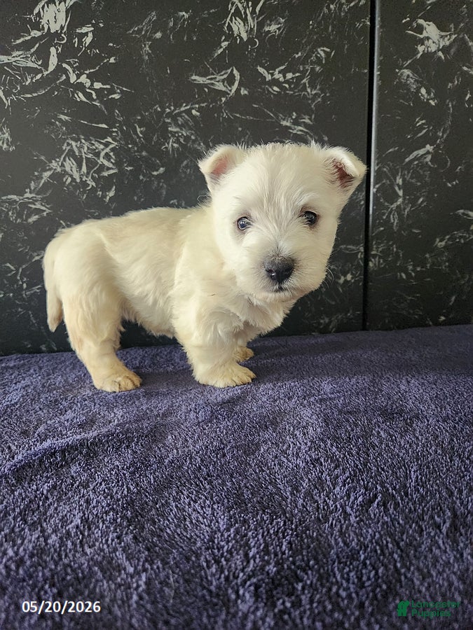 West Highland Terrier dogs Teddy - Ad 2