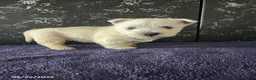 West Highland Terrier dogs for sale: Teddy - Ad 2