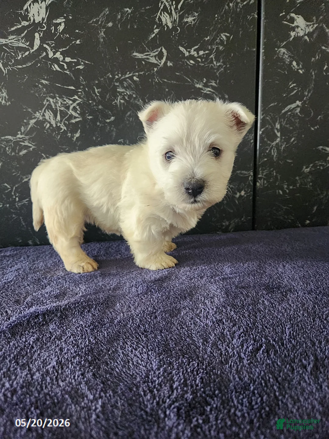 West Highland Terrier dogs for sale: Teddy - Ad 2